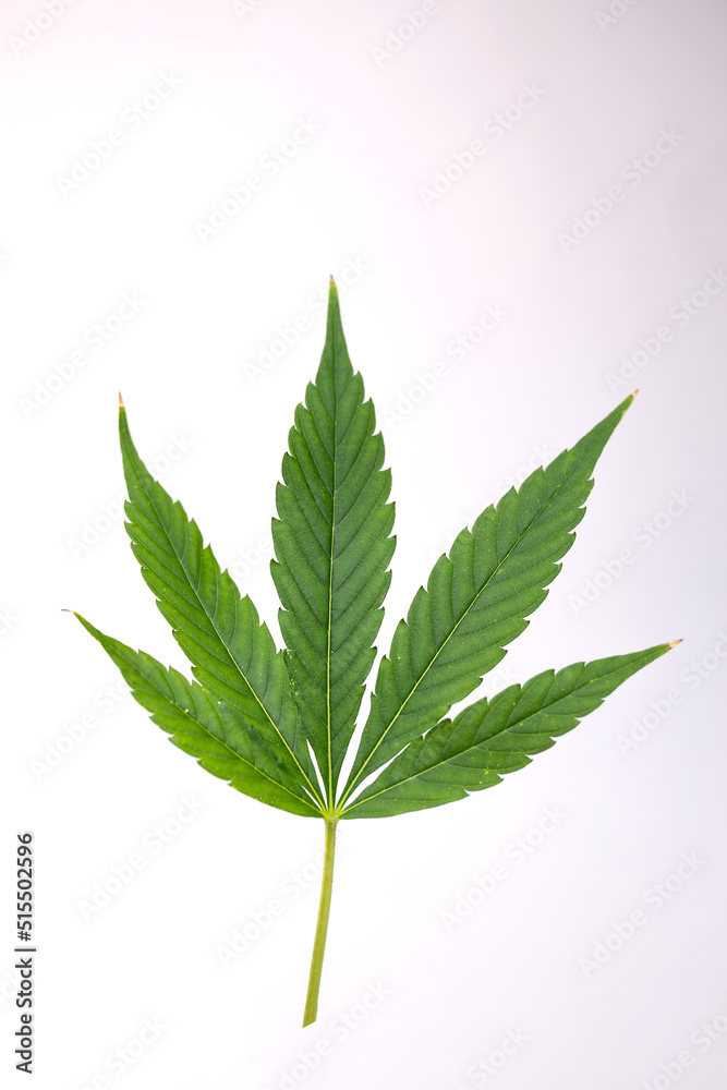 green medical cannabis leaf on a white background. marijuana close-up green medical cannabis leaf on a white background. marijuana close-up