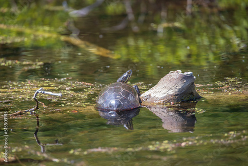 Painted turtle resting on a log in the lake