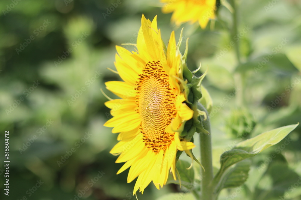 Sunflower in the Field Sunflower in the Field