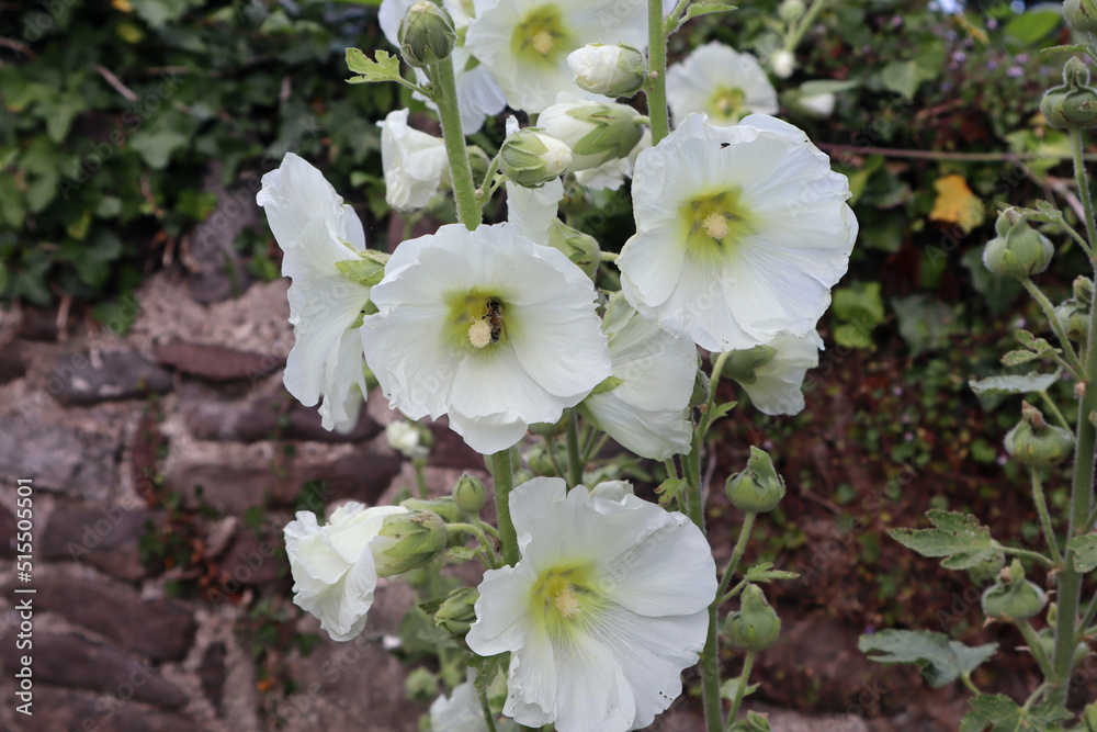 Close up of the blooms on a white hollyhock Close up of the blooms on a white hollyhock