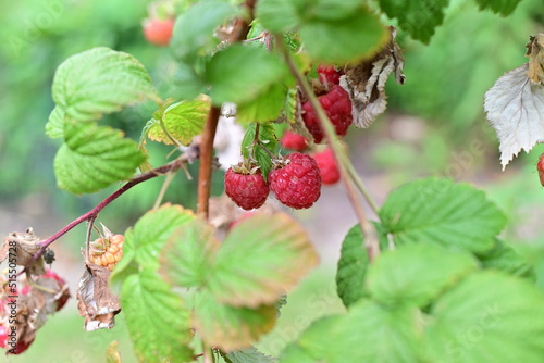 Ripe rashberries on the bush with a various of focus