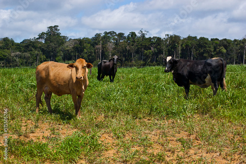 cows grazing with the amazon forest in the background