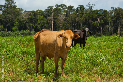 two cows grazing with the amazon