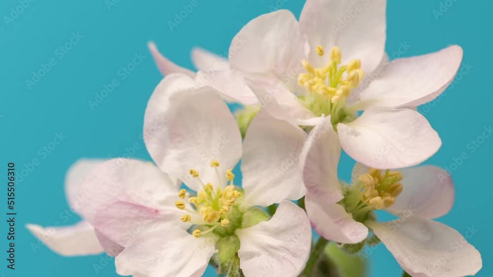 White blooming flowers withering against blue background. Flower dying without water White blooming flowers withering against blue background. Flower dying without water