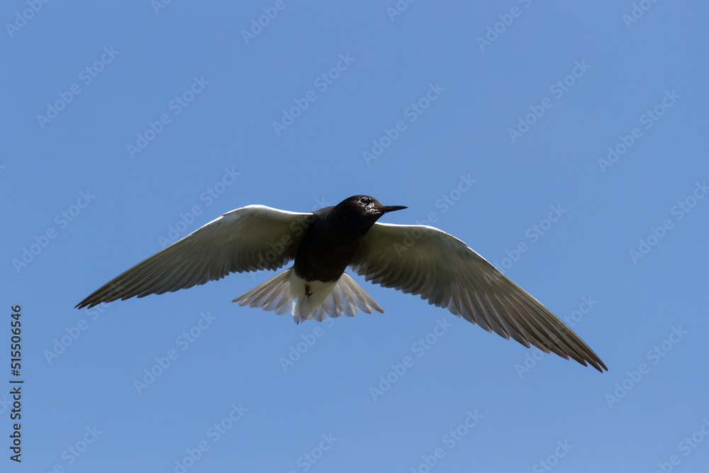 Fototapeta premium Black Tern in flight against a clear blue sky