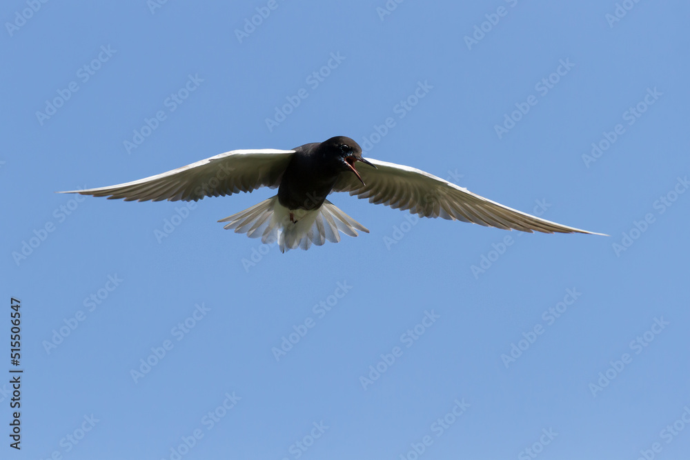 Fototapeta premium Black Tern in flight against a clear blue sky