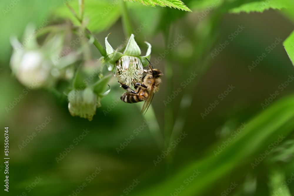 Unripe rashberry on the bush and a bee as a closeup against a blurred background Unripe rashberry on the bush and a bee as a closeup against a blurred background