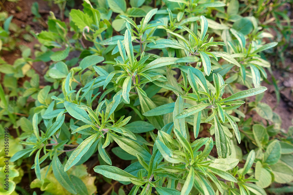 close-up thyme herb,green thyme herb,aromatic and medicinal thyme, close-up thyme herb,green thyme herb,aromatic and medicinal thyme,