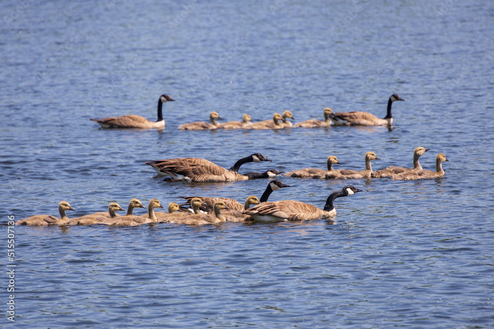 Canada Geese and chicks swimming in a lake Canada Geese and chicks swimming in a lake