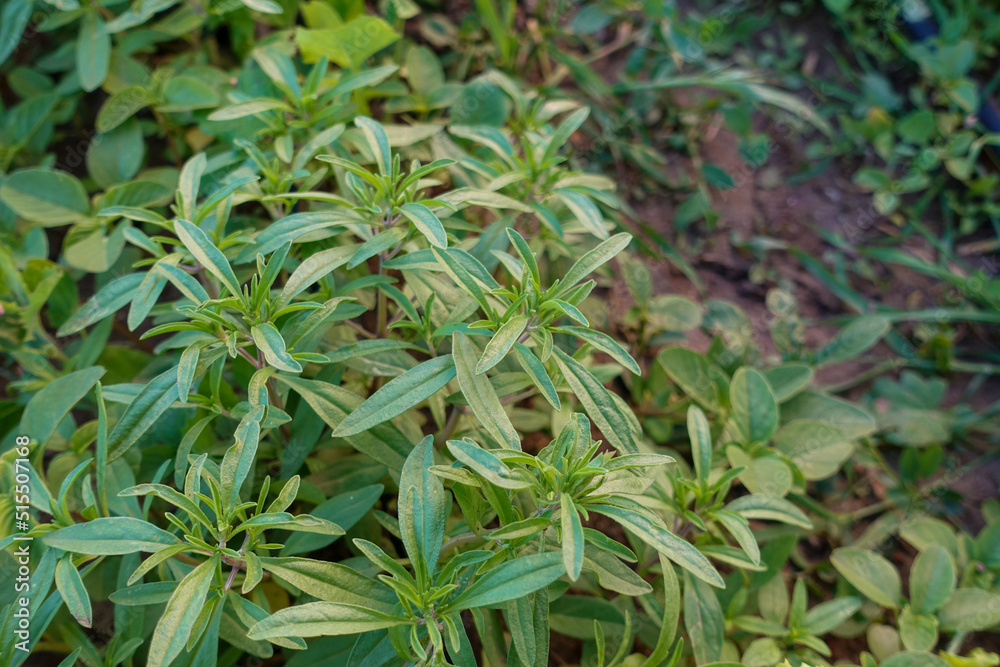 close-up thyme plant, green thyme herb, which is a medicinal herb, close-up thyme plant, green thyme herb, which is a medicinal herb,