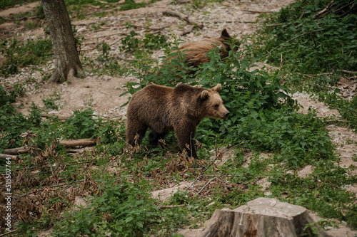 The bear is walking through the forest. Brown bear in the forest