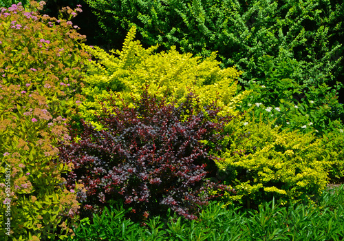 żółte i czerwone berberysy, tawuła japońska, (Berberis thunbergii, Spiraea japonica)