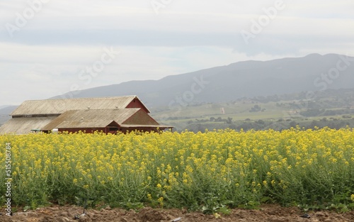 The Barn in the field, Mission Soledad, California
