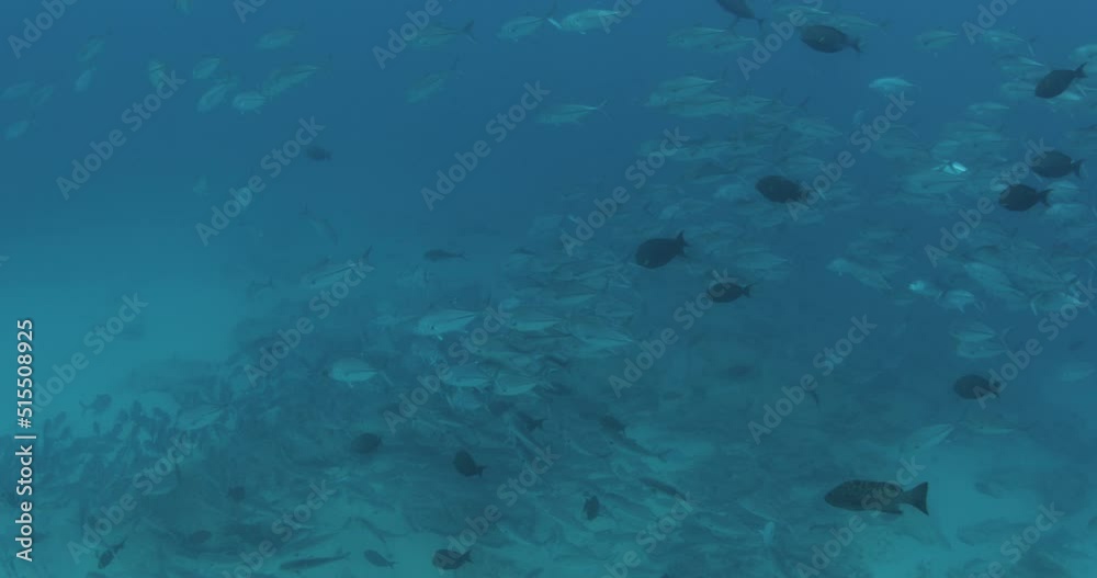 Reef fishes from the sea of cortez, mexico Reef fishes from the sea of cortez, mexico