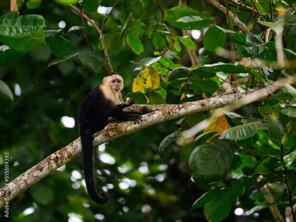 Capuchin Monkey sitting on tree branch against green leaves Capuchin Monkey sitting on tree branch against green leaves
