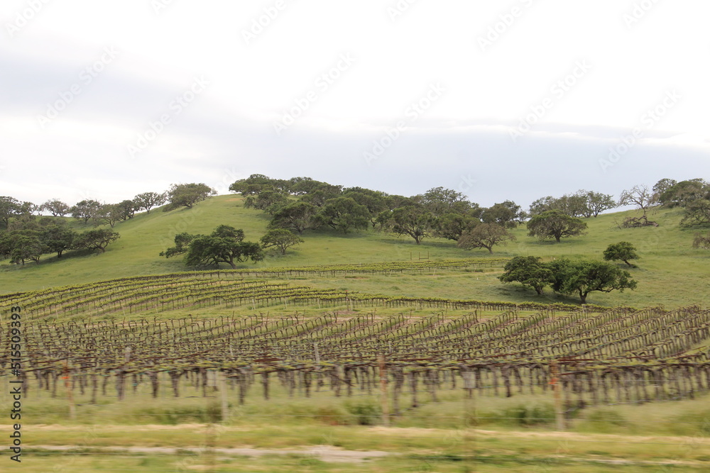 Naklejka premium The field in mission san antonio de padua, jolon, california