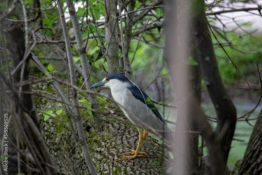 Fototapeta premium The black-crowned night heron (Nycticorax nycticorax) 
