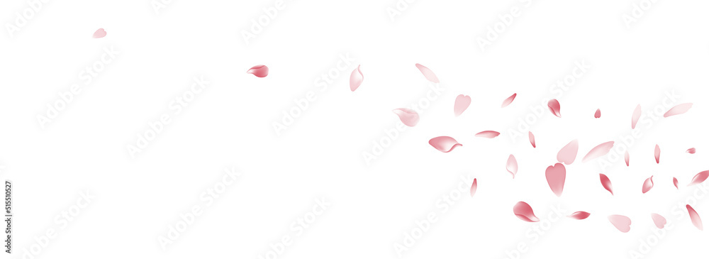 Transparent Sakura Petal Vector White Background.