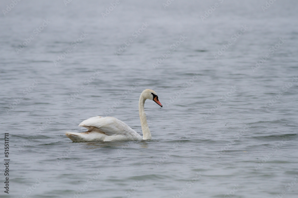 Mute Swan swimming on a lake in the rain on a cloudy day. 