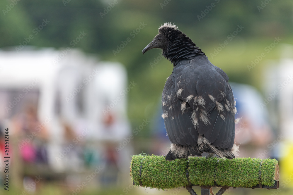 Fototapeta premium Portrait of a young black vulture (coragyps atratus) perching on a pedestal