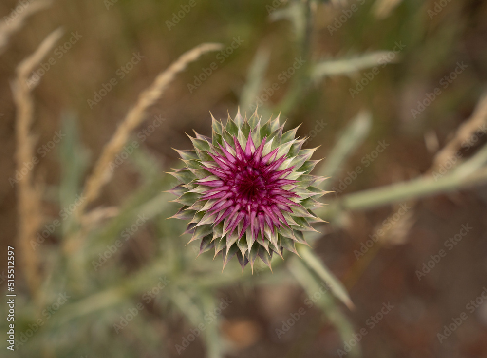 Floral. Top view of Cirsium vulgare purple flowers blooming in the field. Floral. Top view of Cirsium vulgare purple flowers blooming in the field.