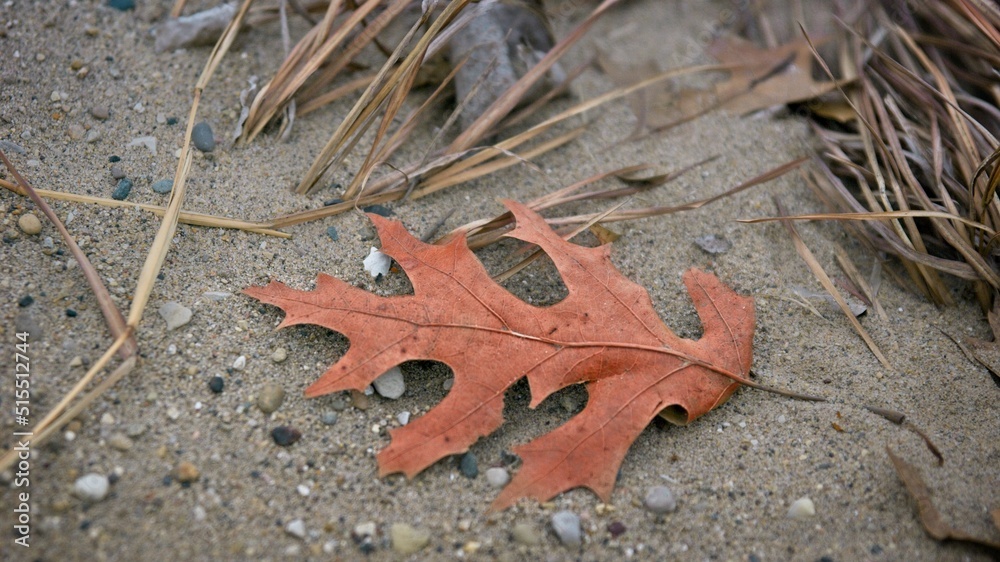Fallen Leaf on Lake Erie Beach
