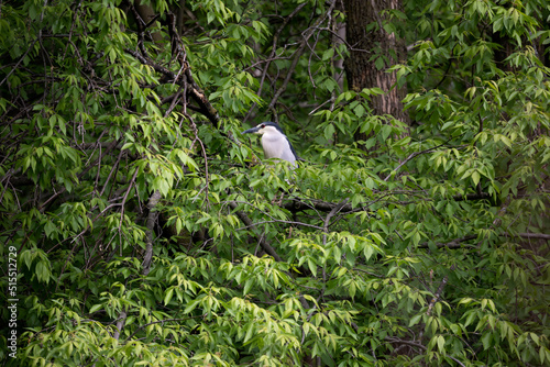 The black-crowned night heron (Nycticorax nycticorax) 