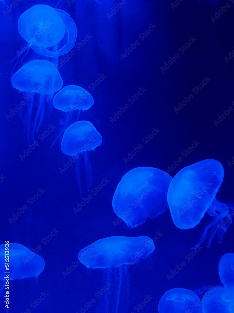 Floating moon jellyfish in blue light