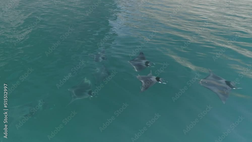 Mobula Rays, sea of cortez, Mexico. Mobula Rays, sea of cortez, Mexico.