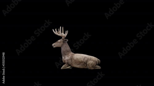 Brown Stag Sit View From Side.Animation.Full HD 1920×1080. 02 Second Long.Transparent Alpha Video. LOOP. photo