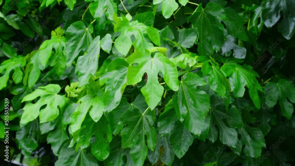 Scenic large green leaves in forest. Wet tree after summer tropical rain. Tropical forest with a large tree and lush vibrant colors of rainforest landscape. Fresh inspirational green nature background Scenic large green leaves in forest. Wet tree after summer tropical rain. Tropical forest with a large tree and lush vibrant colors of rainforest landscape. Fresh inspirational green nature background