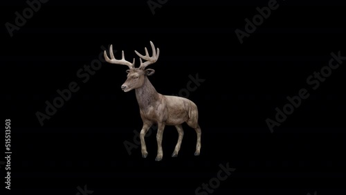 Brown Stag Walk View From Front Side Animation.Full HD 1920×1080. 03 Second Long.Transparent Alpha Video. LOOP. photo