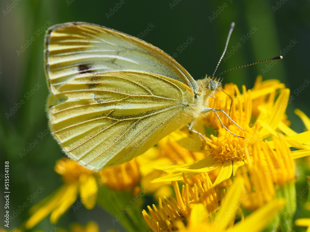 Großer Kohlweißling Großer Kohlweißling