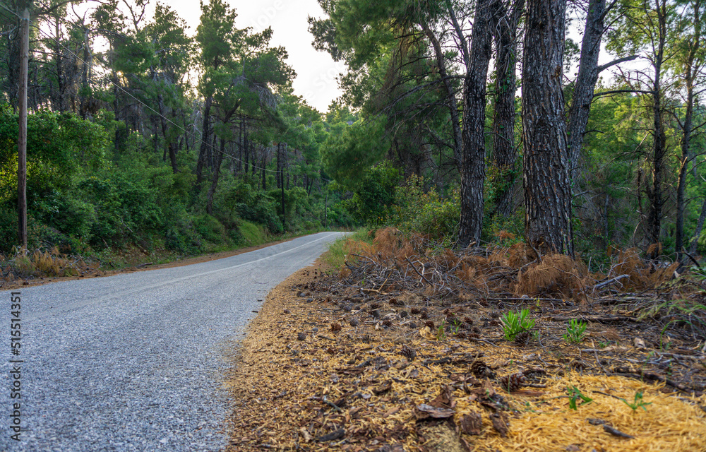 Obraz premium Alpine road leading to Chrysi Milia beach in Alonnisos island, Greece, Europe