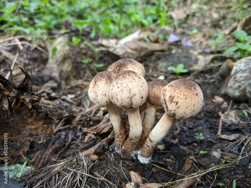 mushrooms grow on jangkos (janjangan kosong) of oil palm photo