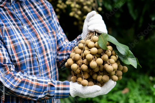 Closeup farmer's hands holds longan fruits in garden. Concept : organic and export agriculture crops in Thailand. Seasonal fruits that can be eaten as fresh, dessert , baked or processed food. photo
