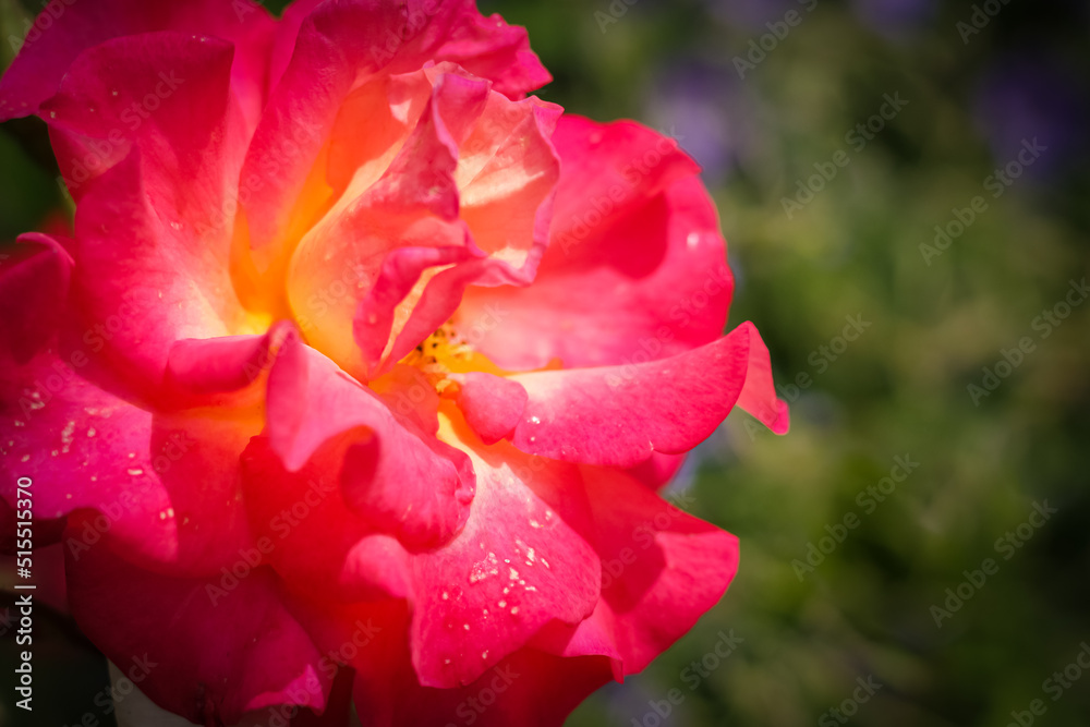 Beautiful bright red rose in a garden. Blurred colorful flower in natural background