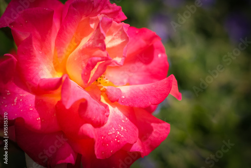 Beautiful bright red rose in a garden. Blurred colorful flower in natural background