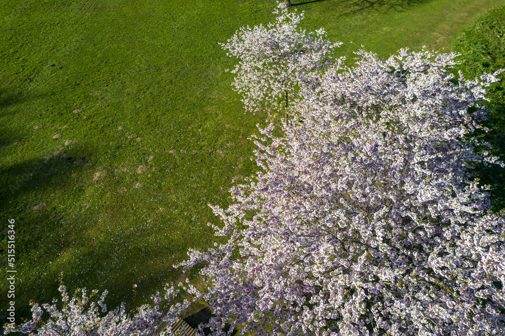 Obraz premium Aerial view of beautiful cherry blossoms in park. Drone photo of sakura trees full in blooming pink flowers in spring in picturesque garden. Branches of the tree over sunny blue sky. Floral pattern