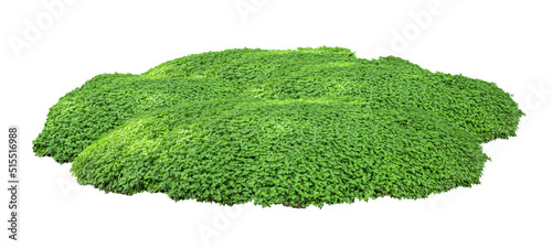 Tropical plant flower bush shrub tree isolated on white background with clipping path