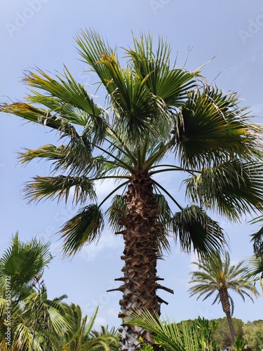 Tropical date palm tree  Phoenix dactylifera . There are no people or trademarks in the shot.