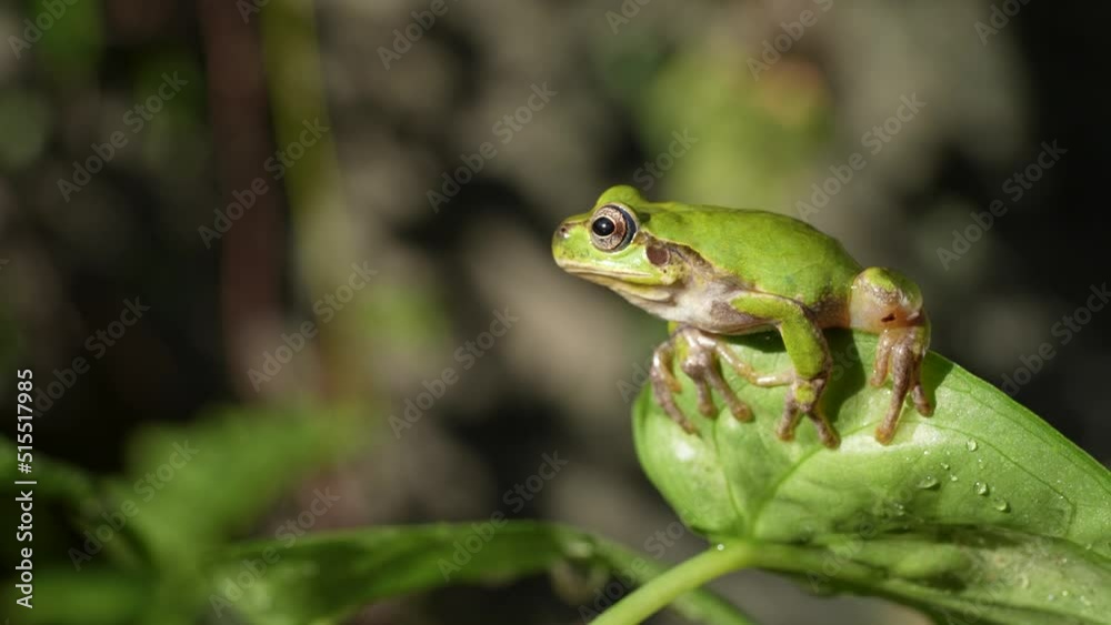 葉っぱの上にいるアマガエルの4K動画 葉っぱの上にいるアマガエルの4K動画