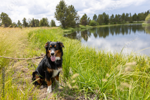 Sunriver Oregon Dogs on Walk Around Town © Dylan