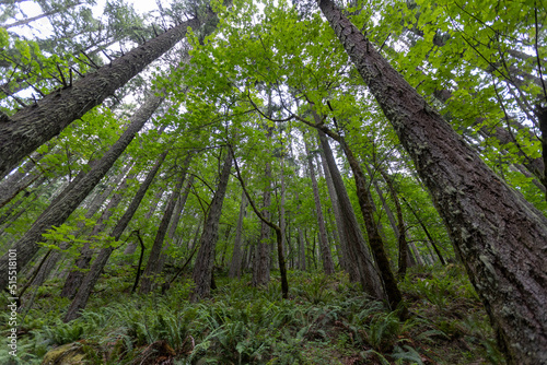 Eugene Oregon Landscape of Trees  Forest Foliage