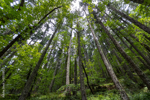 Eugene Oregon Trees, Hiking in Eugene Forest