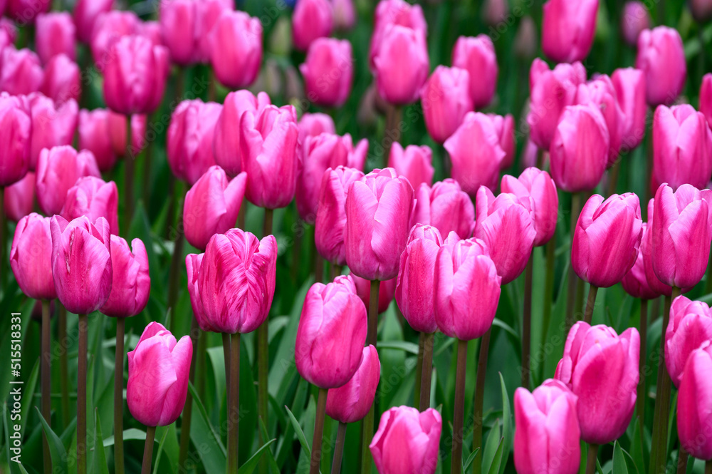 Fototapeta premium Vibrant pink tulips growing in a wet field in the Skagit Valley bulb growing region, Washington state, USA