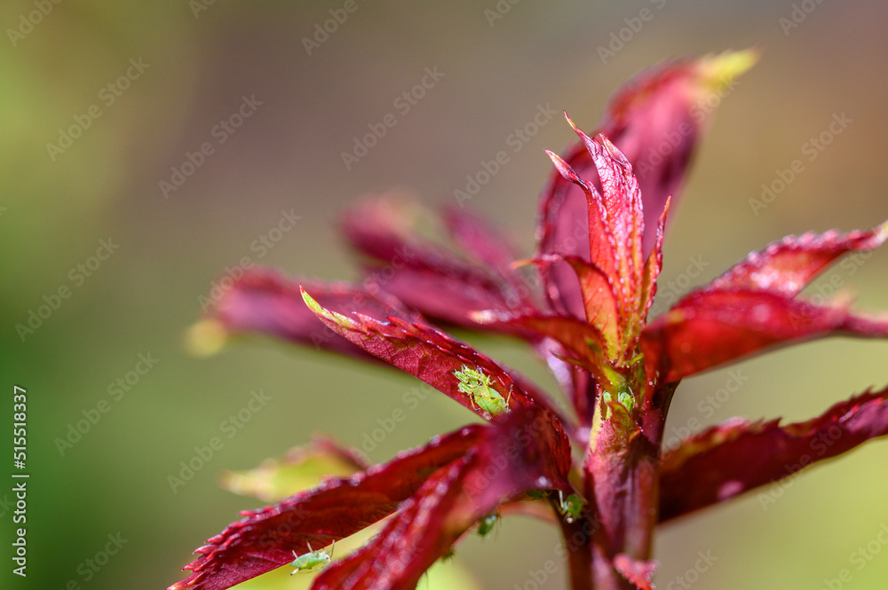 Fresh growth on a rose bush covered with green aphids, causing damage in a spring garden on a sunny day
Fresh growth on a rose bush covered with green aphids, causing damage in a spring garden on a sunny day