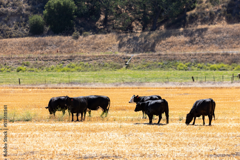 Cows Grazing on Short Grass Field, Conventional Cattle Management Cows Grazing on Short Grass Field, Conventional Cattle Management