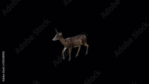 Black Deer Doe Walk View From Top Angle Front, 3840×2160.04 Second Long.Transparent Alpha video.LOOP. photo