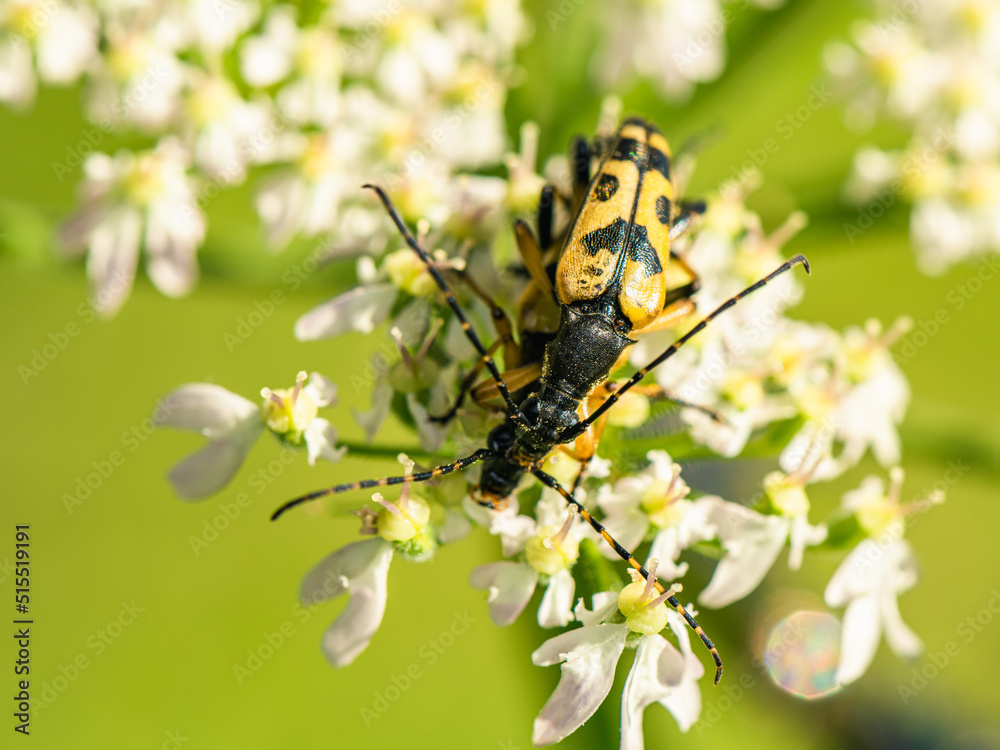 Spotted Longhorn, Rutpela maculata, mating time Spotted Longhorn, Rutpela maculata, mating time